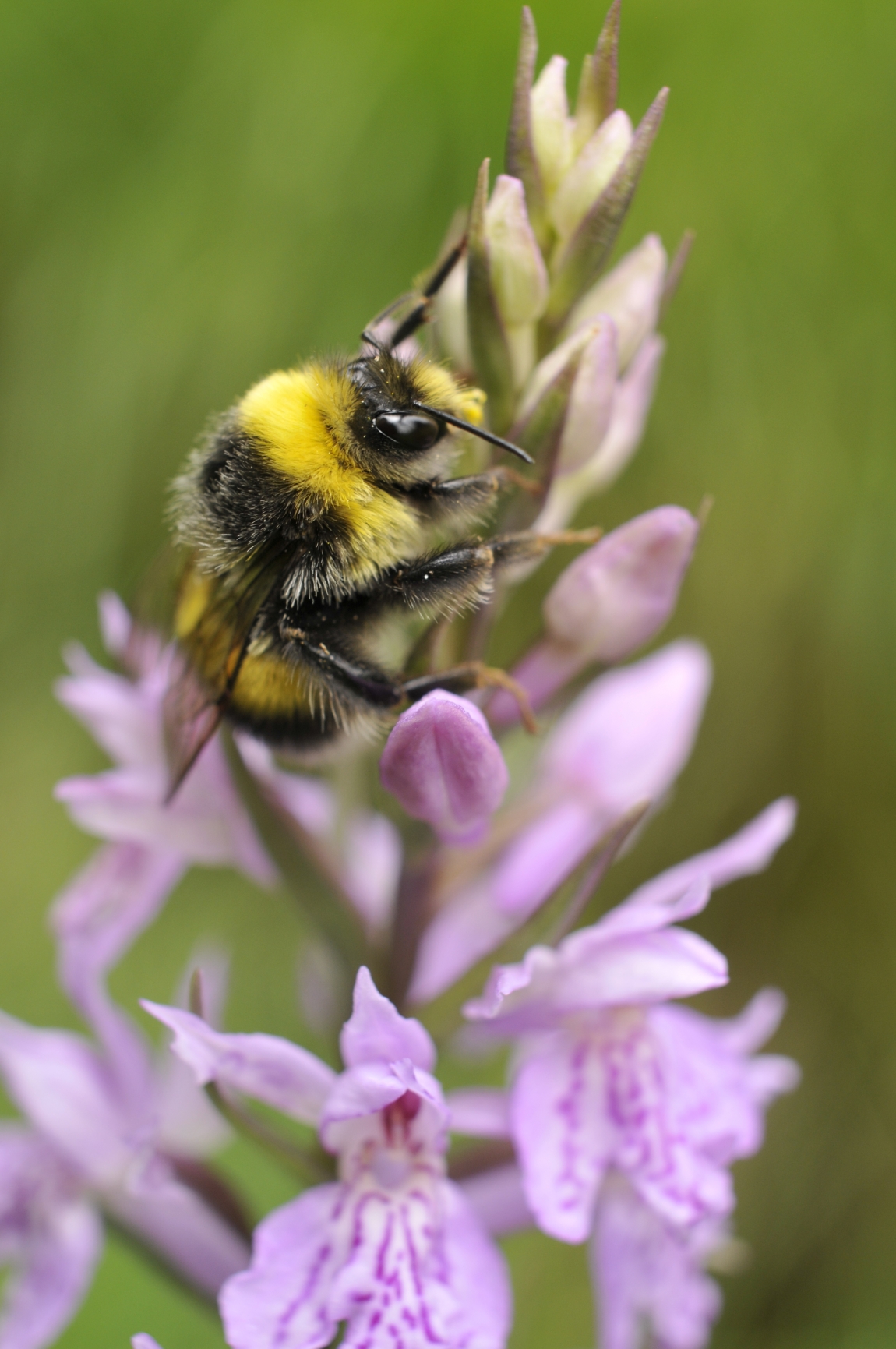 Bumblebees – biology of the family and their significance for environment