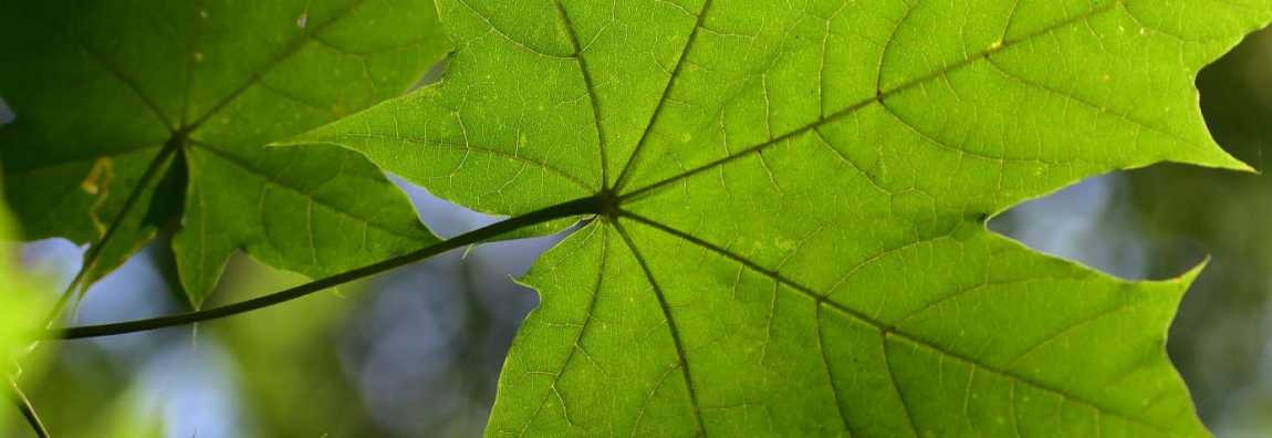 Uwaga konkurs „Drzewa dla bioróżnorodności, Drzewa dla Klimatu”