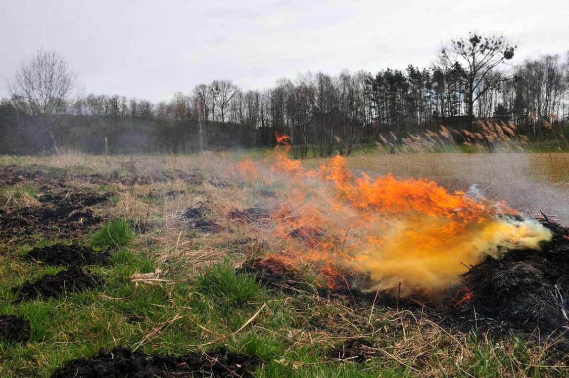 The dangers faced by pollinators from agriculture