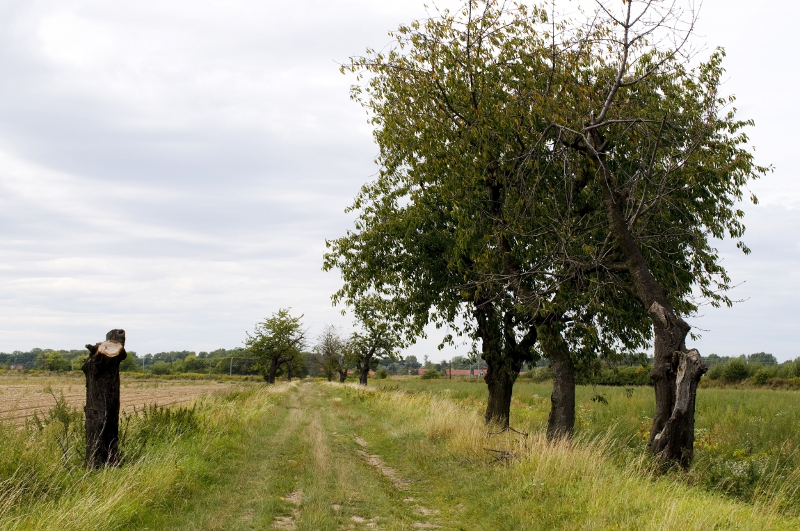 Sposoby ochrony owadów zapylających