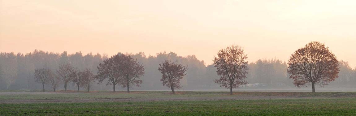 Wyniki Konkursu „Drzewa dla bioróżnorodności, Drzewa dla klimatu”