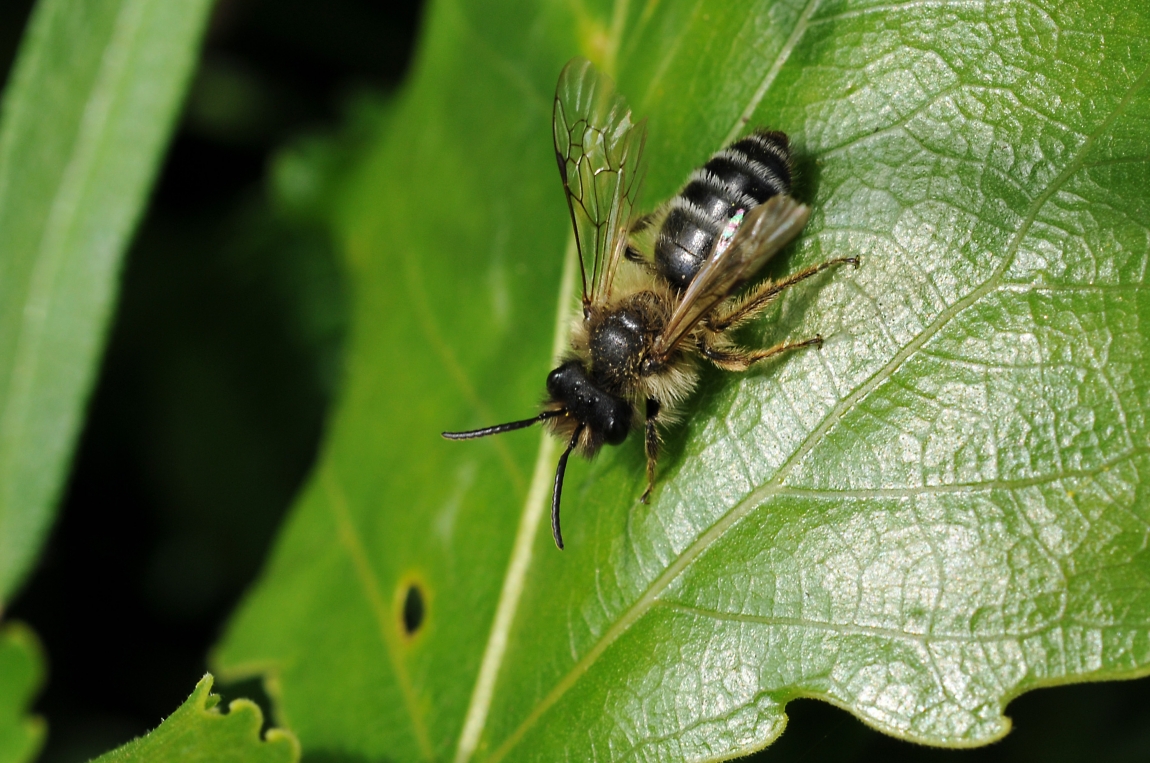 Wild Pollinators